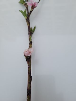 백자님의 복숭아 · 병해충상담 작성글 사진