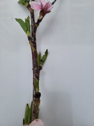 백자님의 복숭아 · 병해충상담 작성글 사진