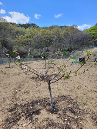 백자님의 복숭아 · 병해충상담 작성글 사진