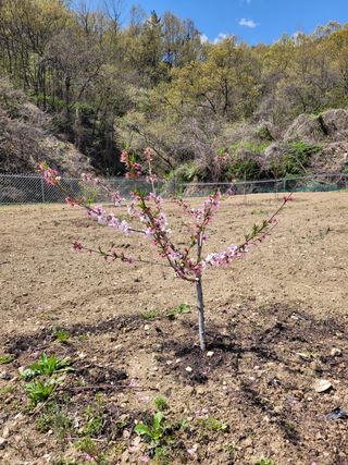 백자님의 복숭아 · 병해충상담 작성글 사진