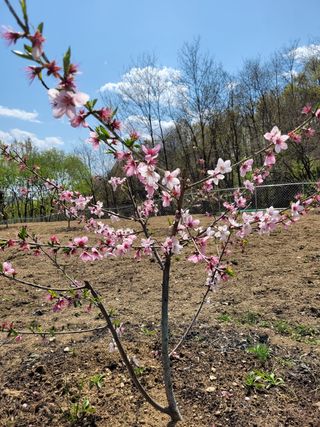 백자님의 복숭아 · 병해충상담 작성글 사진