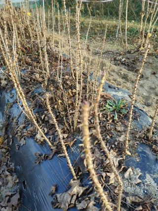 임승철(들과숲)님의 작성글 사진