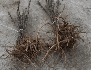 임승철(들과숲)님의 작성글 사진