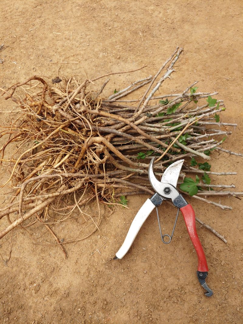 임승철(들과숲)님의 장터 판매 상품 [토종 가시 엄나무 묘목 1년-2년생] 첨부 사진