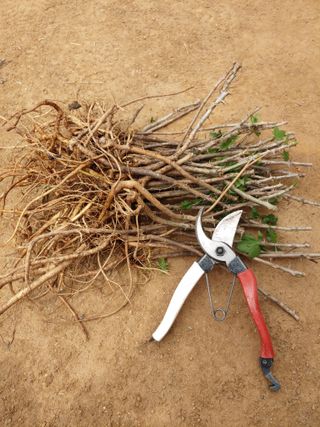 임승철(들과숲)님의 작성글 사진