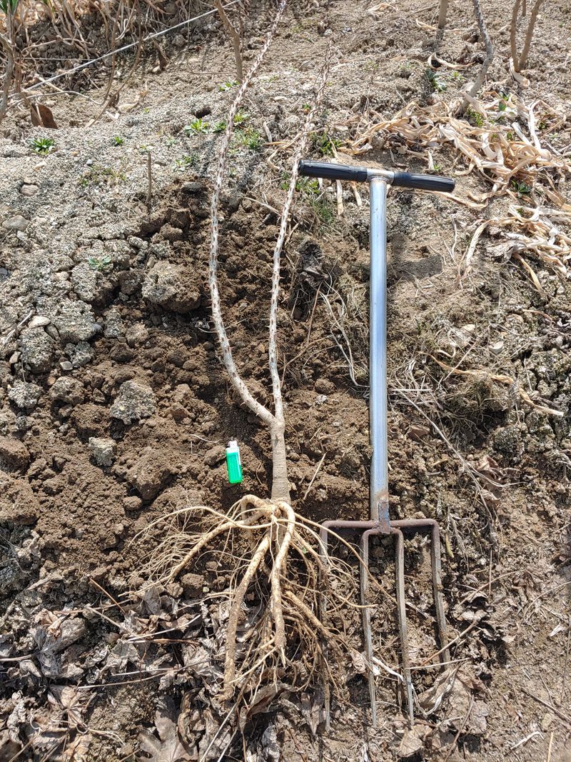 임승철(들과숲)님의 장터 판매 상품 [토종 가시 엄나무 묘목 1년-2년생] 첨부 사진