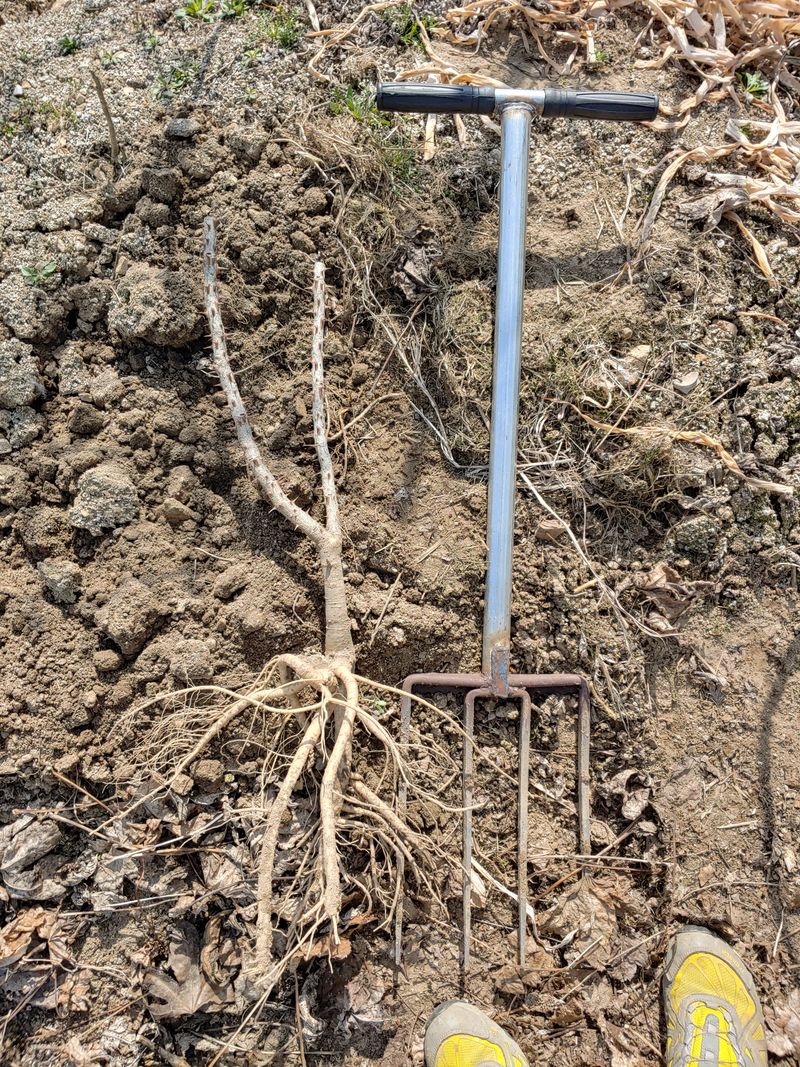 임승철(들과숲)님의 장터 판매 상품 [토종 가시 엄나무 묘목 1년-2년생] 첨부 사진