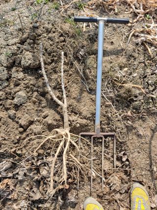 임승철(들과숲)님의 작성글 사진