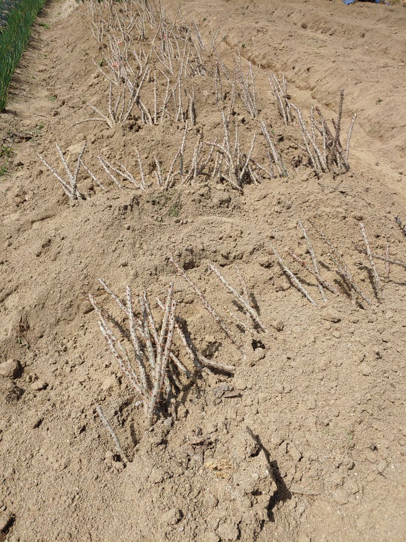 임승철(들과숲)님의 장터 판매 상품 [토종 가시 엄나무 묘목 1년-2년생] 첨부 사진