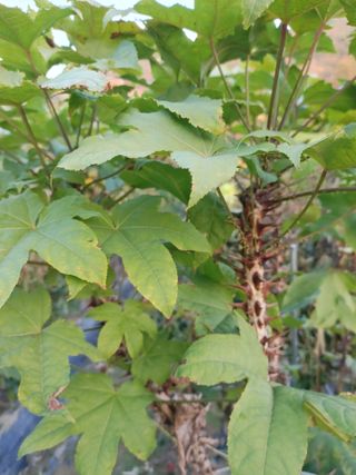 임승철(들과숲)님의 작성글 사진