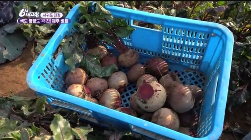 제주대정 방점순님의 장터 판매 상품 [레드비트 3kg] 첨부 사진