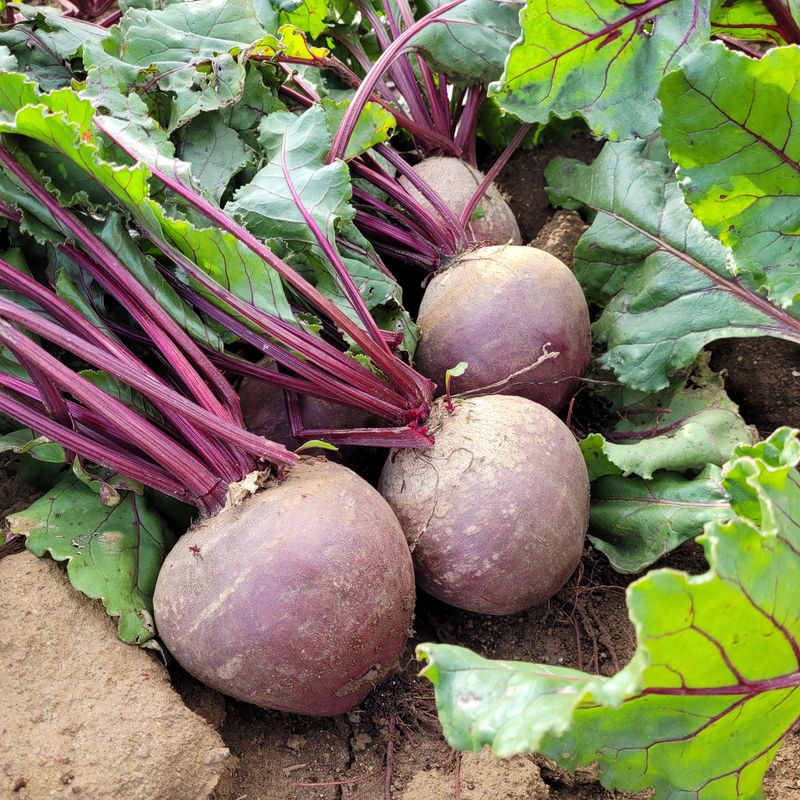 장터 상품 [레드비트 3kg] 썸네일