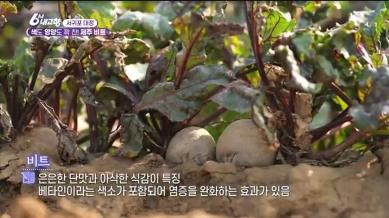 제주대정 방점순님의 장터 판매 상품 [레드비트 3kg] 첨부 사진