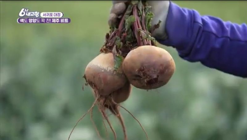 제주대정 방점순님의 장터 판매 상품 [레드비트 3kg] 첨부 사진