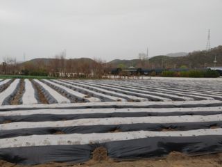 최용운님의 감자 · 자유게시판 작성글 사진