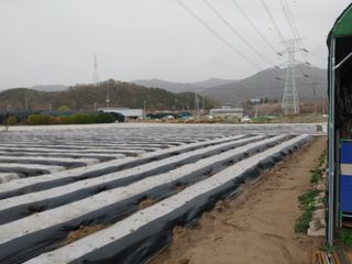 최용운님의 감자 · 자유게시판 작성글 사진