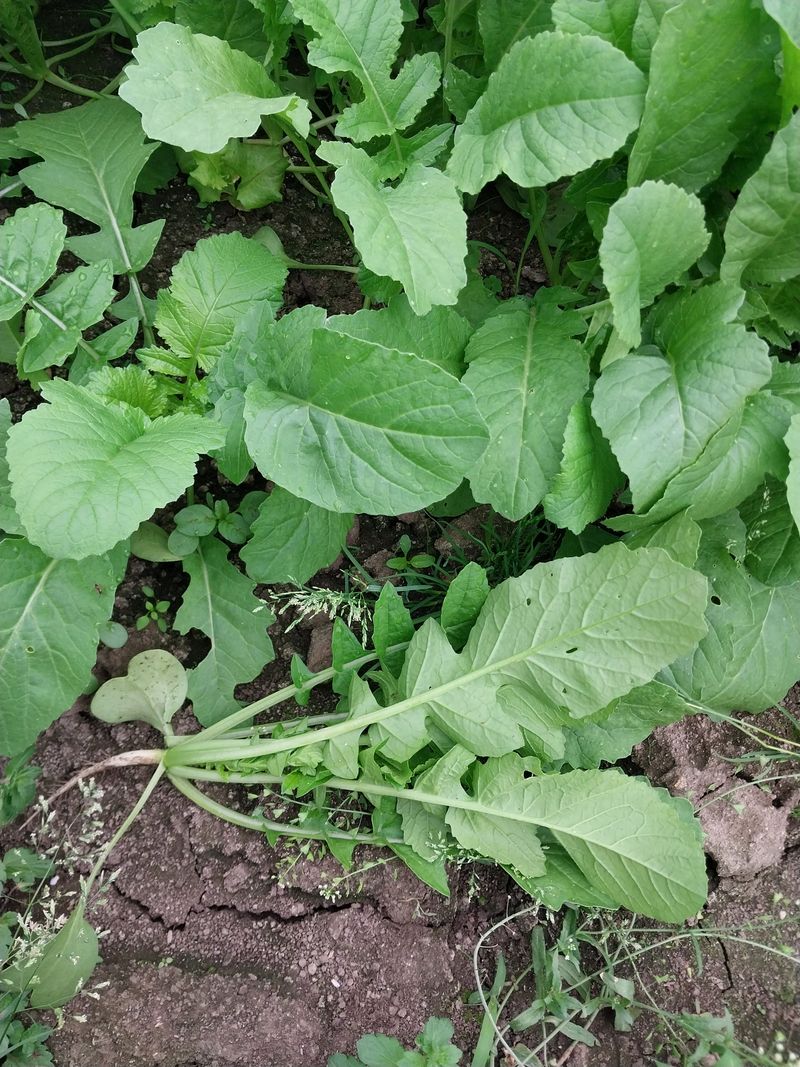 장터 상품 [열무4kg] 썸네일