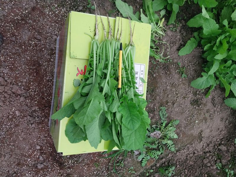 고두윤님의 장터 판매 상품 [열무4kg] 첨부 사진