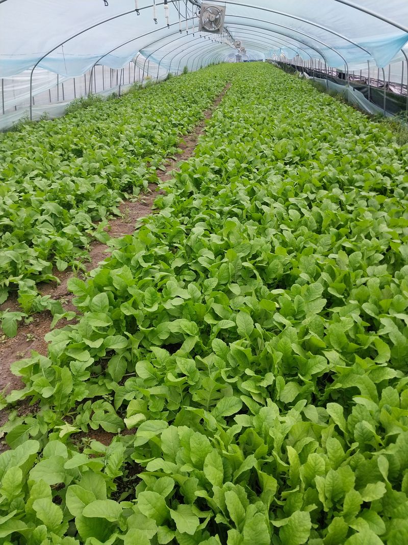 고두윤님의 장터 판매 상품 [열무4kg] 첨부 사진