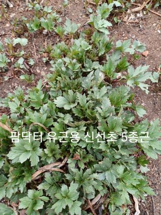 알 수 없음님의 기타작물 · 자유게시판 작성글 사진