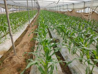 부농이네(이나영)님의 옥수수 · 자유게시판 작성글 사진