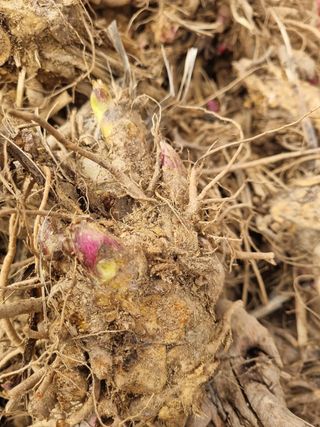 이호성님의 두릅 · 품종•종자 작성글 사진