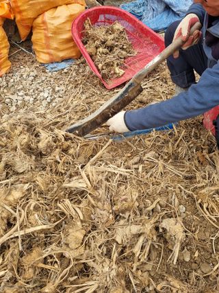 이호성님의 두릅 · 품종•종자 작성글 사진