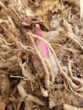 이호성님의 두릅 · 품종•종자 작성글 사진