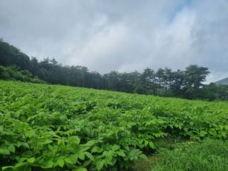 이호성님의 두릅 · 품종•종자 작성글 사진