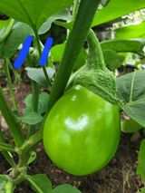 팜모닝 기타작물·자유게시판 게시글 이미지