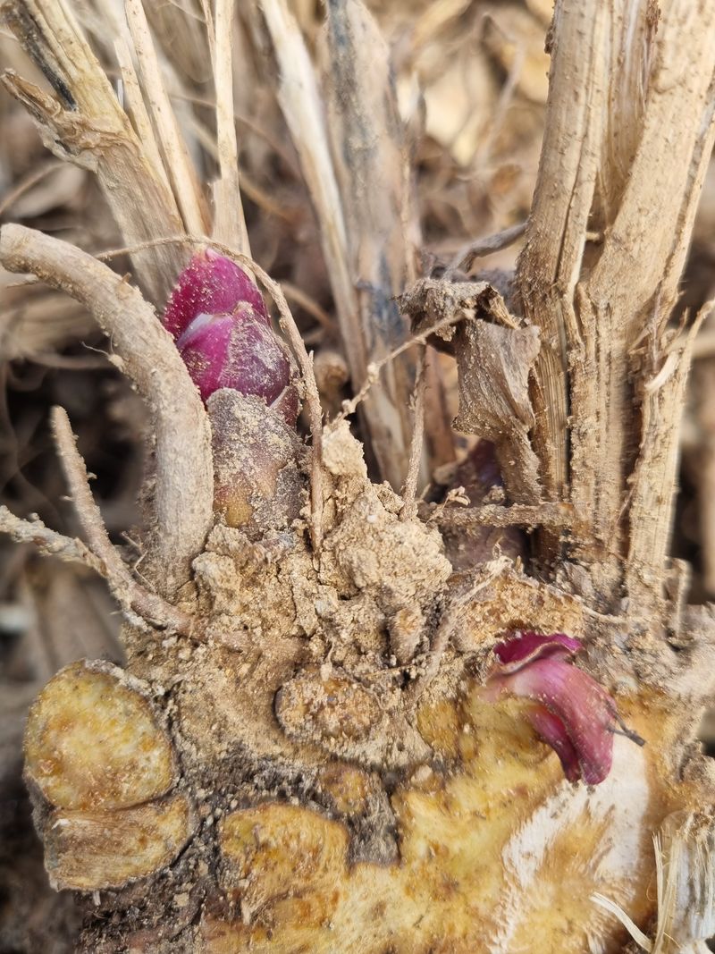 이호성님의 장터 판매 상품 [4년생 땅두릅 뇌두] 첨부 사진