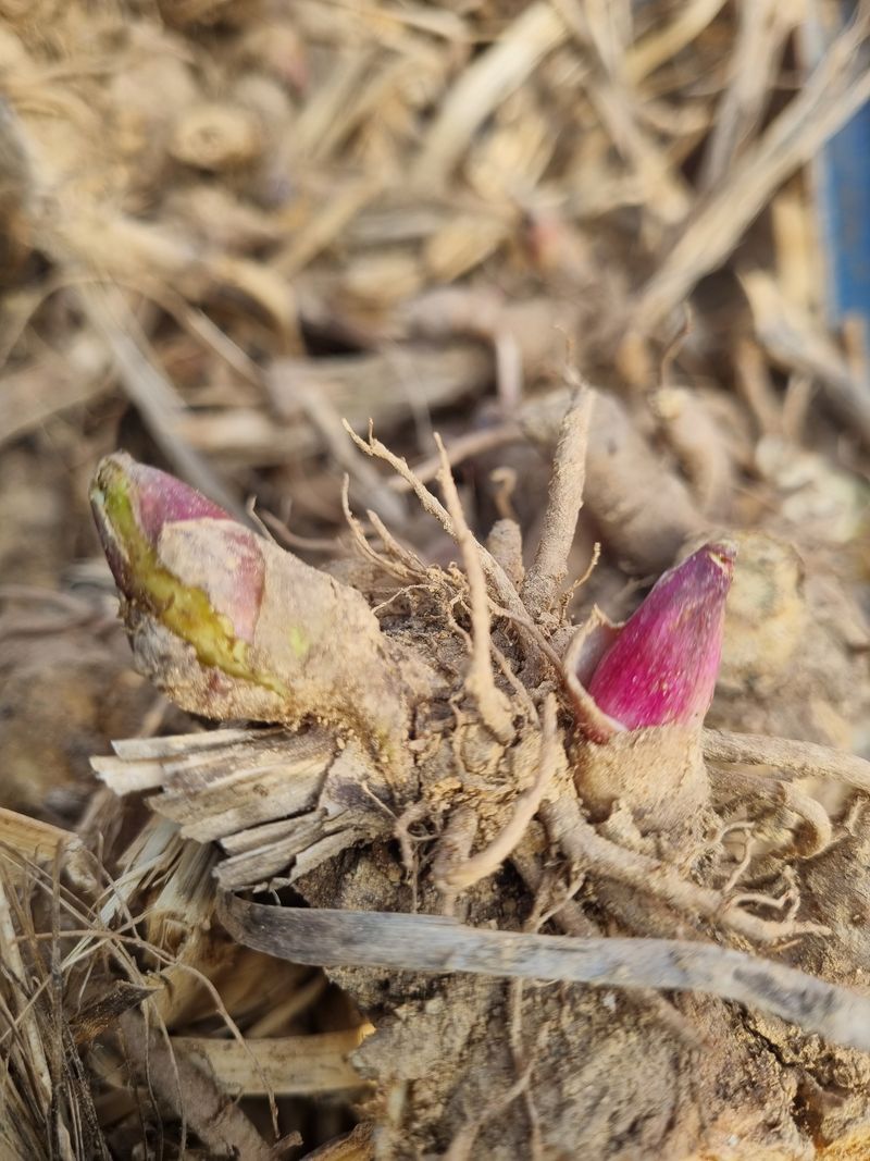 이호성님의 장터 판매 상품 [4년생 땅두릅 뇌두] 첨부 사진