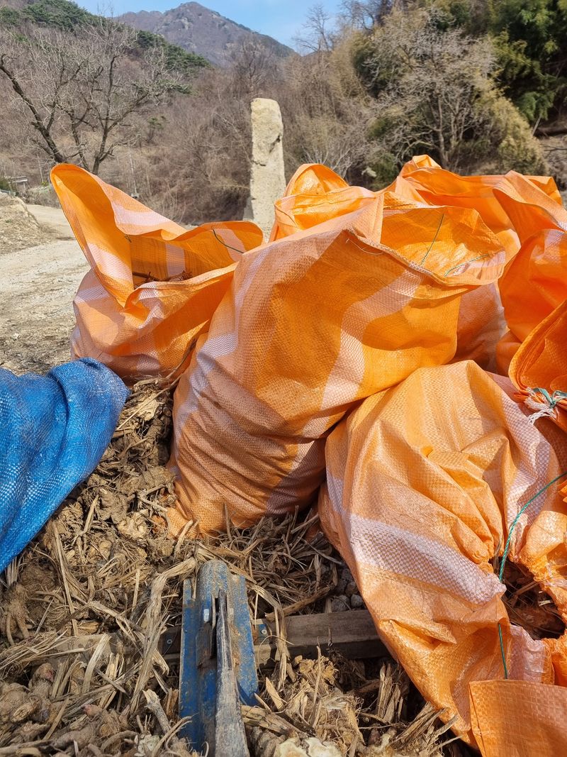 이호성님의 장터 판매 상품 [4년생 땅두릅 뇌두] 첨부 사진