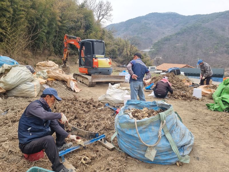 이호성님의 장터 판매 상품 [4년생 땅두릅 뇌두] 첨부 사진