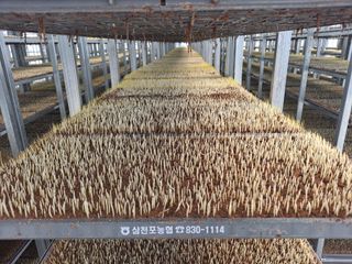 사천시향촌동 돼지띠님의 벼 · 자유게시판 작성글 사진