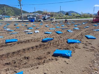 사천시향촌동 돼지띠님의 벼 · 자유게시판 작성글 사진