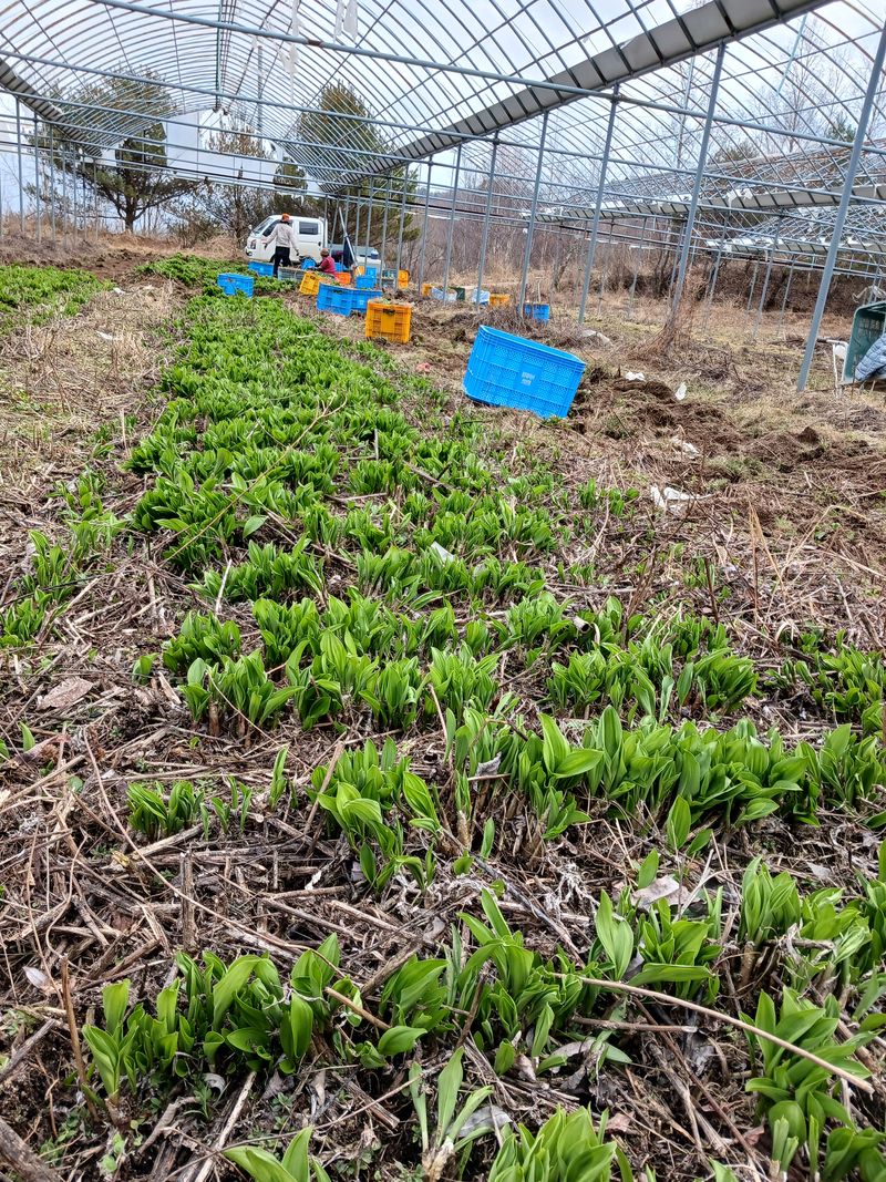 장터 상품 [명이나물모종 ] 썸네일