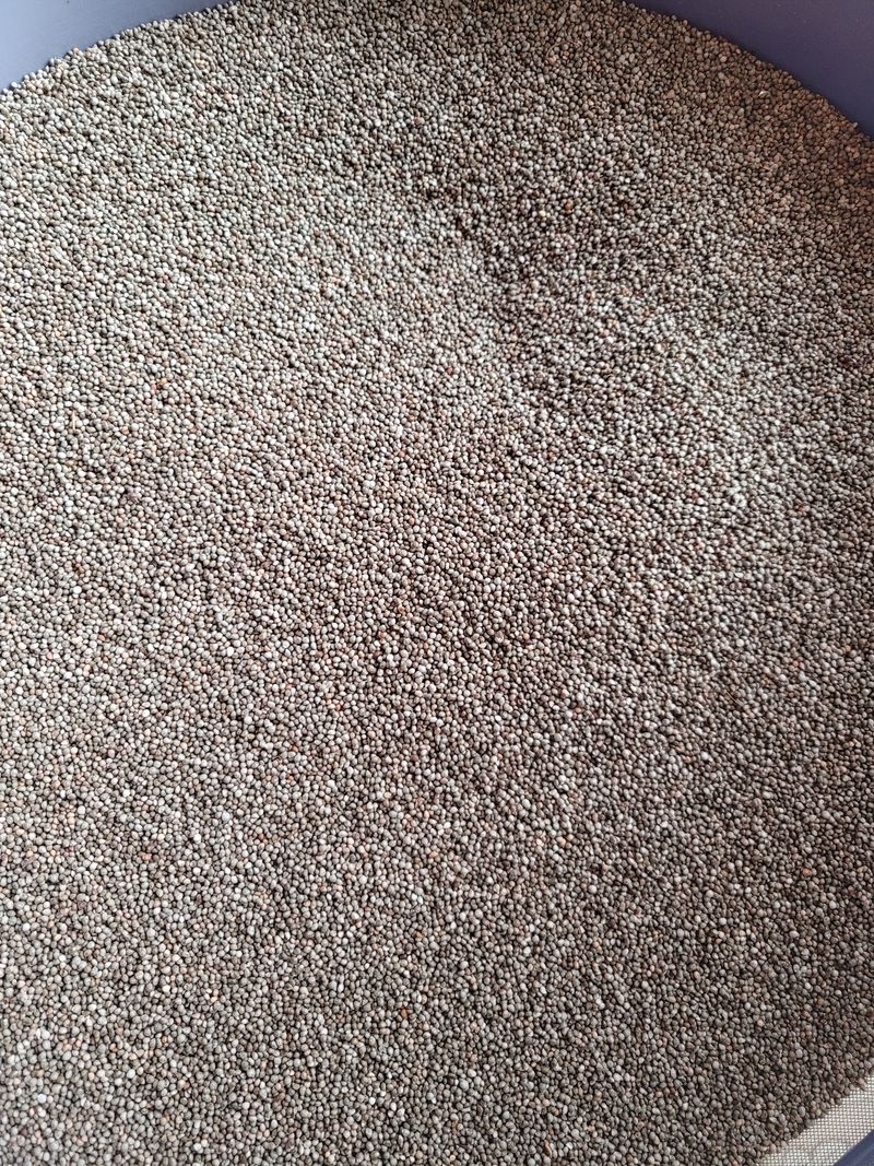 장터 상품 [들깨 6kg 택배비포함] 썸네일