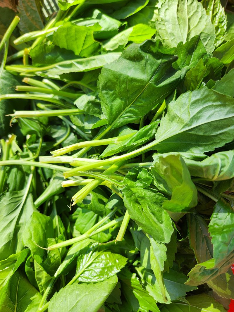 장지영님의 장터 판매 상품 [부지깽이나물1kg] 첨부 사진