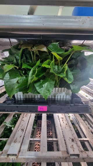 김동수님의 고구마 · 자유게시판 작성글 사진