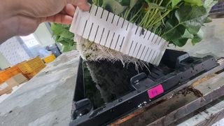 김동수님의 고구마 · 자유게시판 작성글 사진