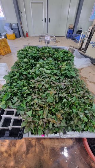 김동수님의 고구마 · 자유게시판 작성글 사진