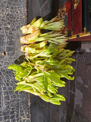 심경자님의 자유주제 · 자유게시판 작성글 사진