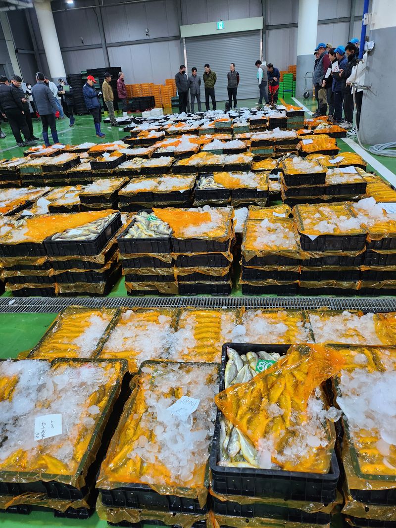 매일굴비센타 님의 장터 판매 상품 [깔끔 손질조기 한팩 500그램 ] 첨부 사진