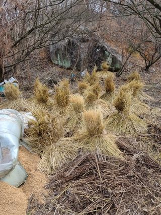 김 기 동님의 기타작물 · 자유게시판 작성글 사진
