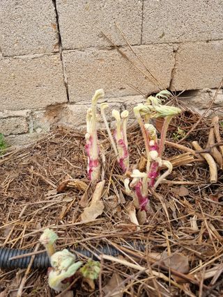 김 기 동님의 기타작물 · 자유게시판 작성글 사진