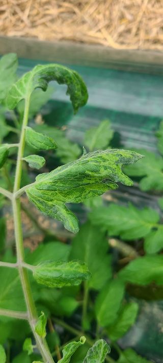 청춘농부님의 기타작물 · 병해충상담 작성글 사진