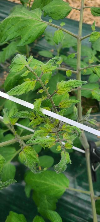 청춘농부님의 기타작물 · 병해충상담 작성글 사진