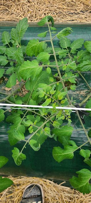 청춘농부님의 기타작물 · 병해충상담 작성글 사진