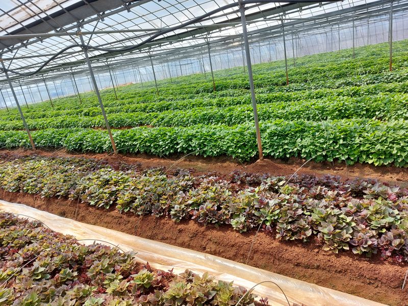 농촌의지킴님의 장터 판매 상품 [꿀고구마  호박 순 판매] 첨부 사진